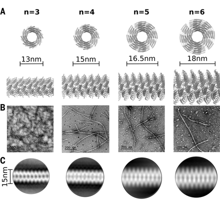 science_2018_Shen_SF3.medium.gif